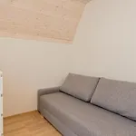 Ciki Puki Pajurys